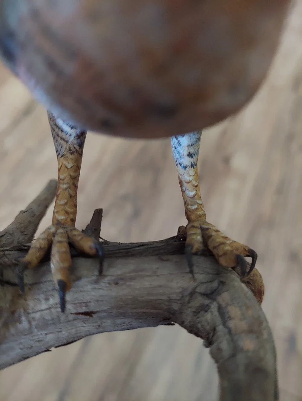 Peregrine Falcon Hand Carved And Painted Glass Eyes Setting On Drift Wood 4.5x6